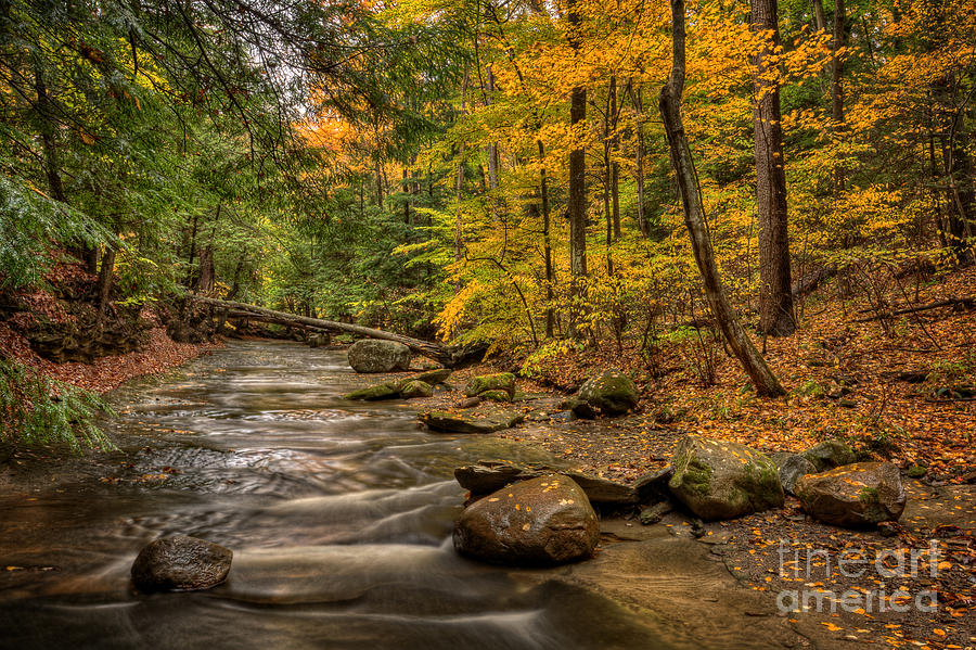 Forest Stream In Autumn Photograph by Michael Shake - Fine Art America