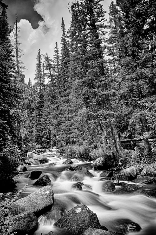 Forest Stream in Black and White Photograph by James BO Insogna