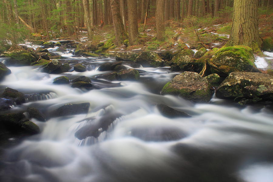 Forest Stream in Spring #1 Photograph by John Burk