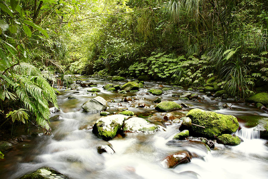 Tree Photograph - Forest stream #1 by Les Cunliffe