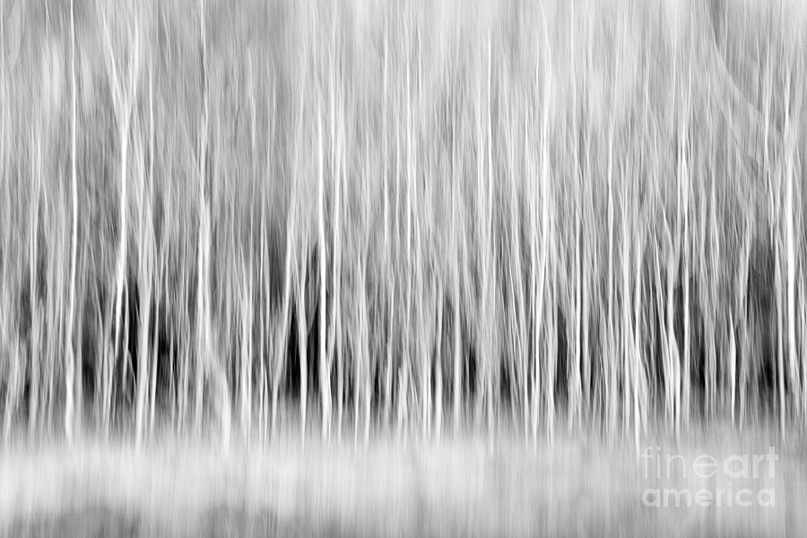 abstract tree photography