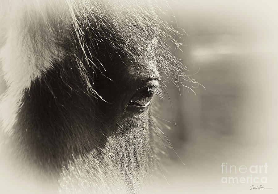 Horse Photograph - Forever Watching #1 by Traci Law