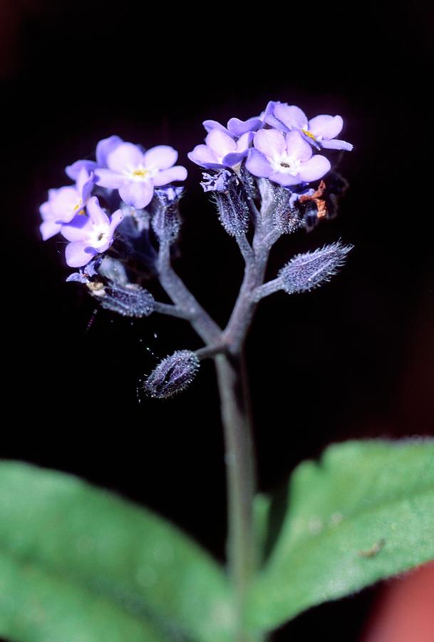 Flower Photograph - Forget-me-not (myosotis Sylvatica) #1 by Bruno Petriglia/science Photo Library