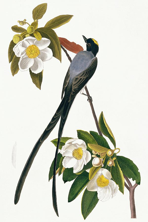Fork-tailed Flycatcher #1 Photograph by Natural History Museum, London/science Photo Library