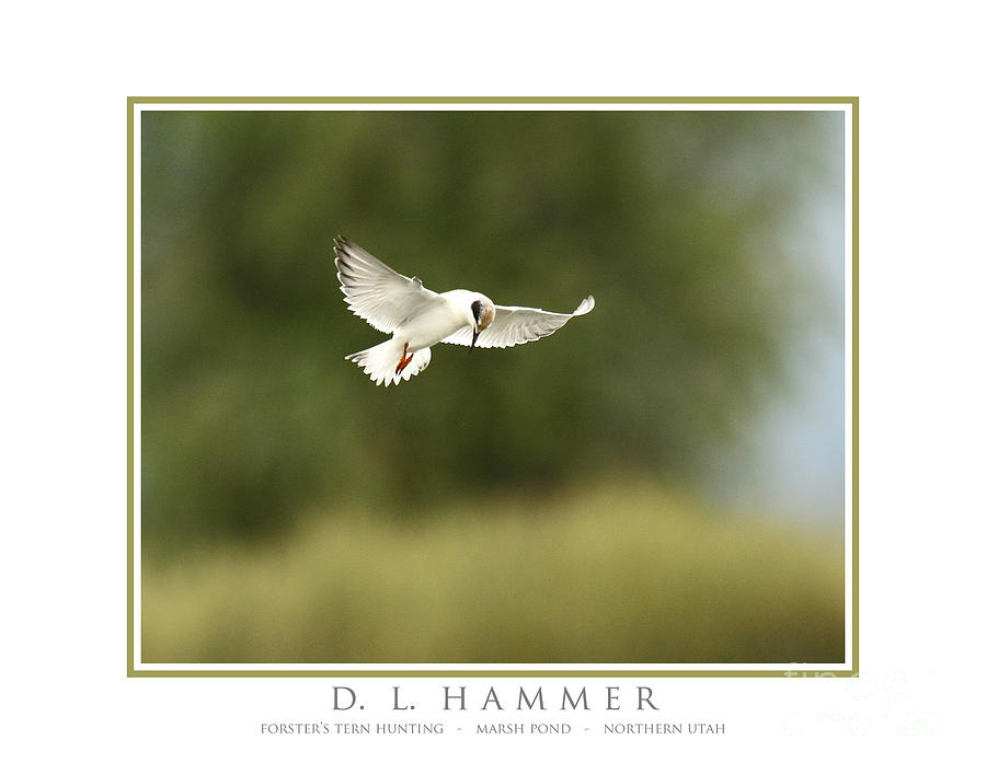 Forsters Tern Hunting #1 Photograph by Dennis Hammer