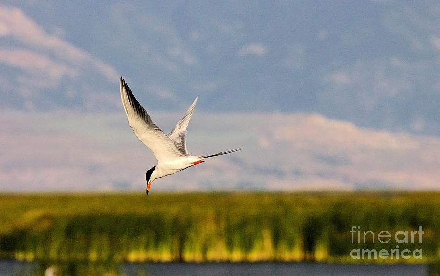 Forster's Tern #1 Photograph by Roxie Crouch - Pixels