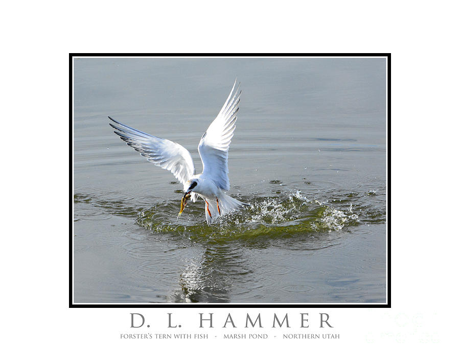 Forsters Tern with Fish #1 Photograph by Dennis Hammer