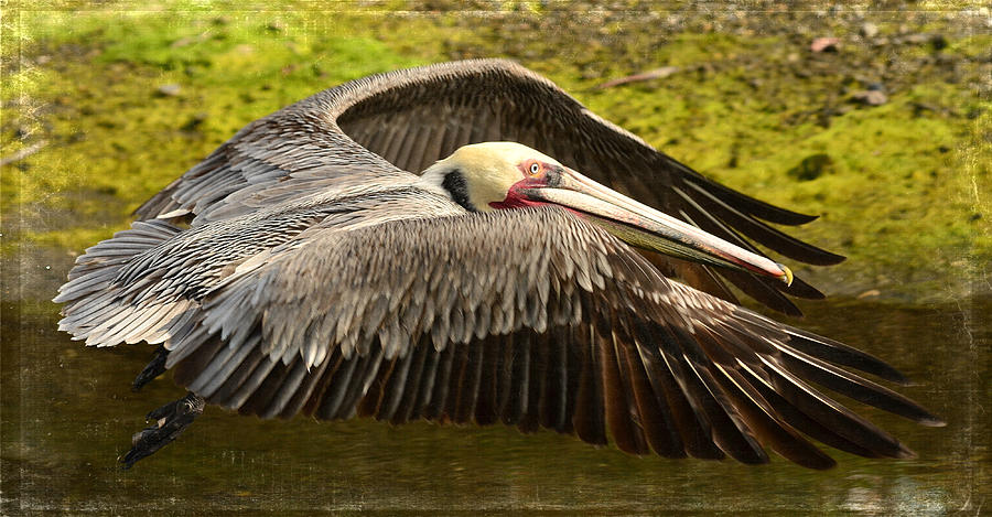 Forward Thrust 1 Photograph by Fraida Gutovich Pixels