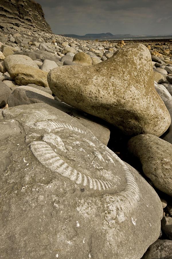 Fossil Ammonites Photograph by Bob Gibbons/science Photo Library - Fine ...