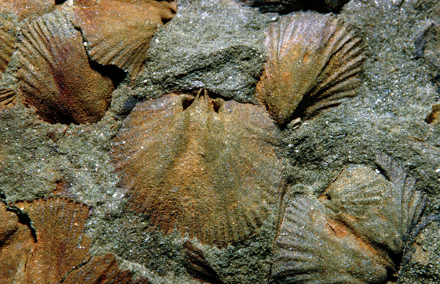 Fossil Brachiopods by Sinclair Stammers/science Photo Library