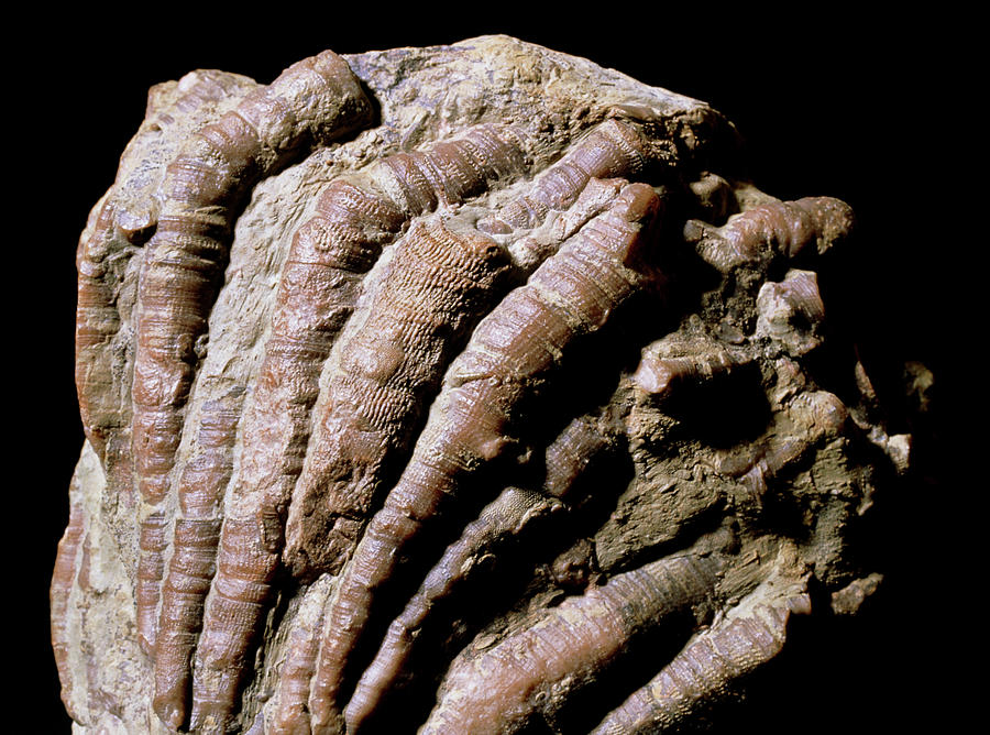 Fossil Coral Photograph by Martin Land/science Photo Library - Pixels