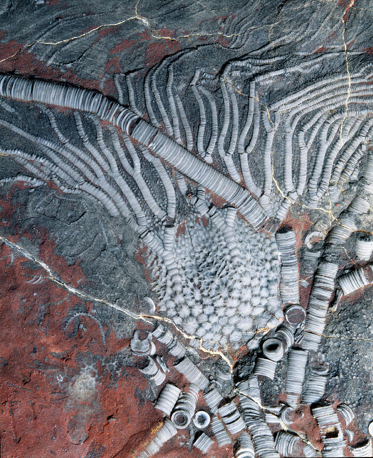 Fossil Crinoid #1 by Science Photo Library