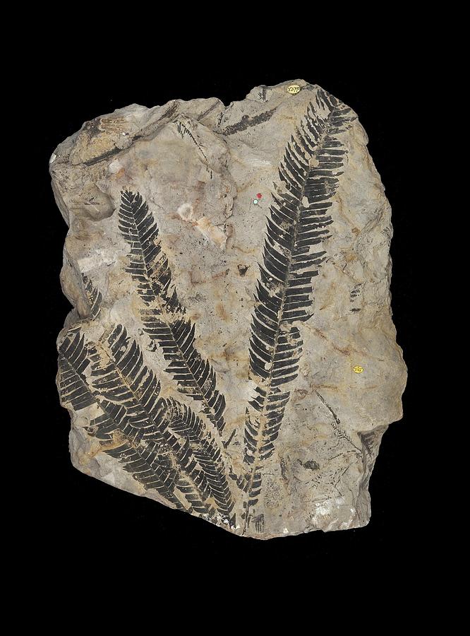 cycad fossil