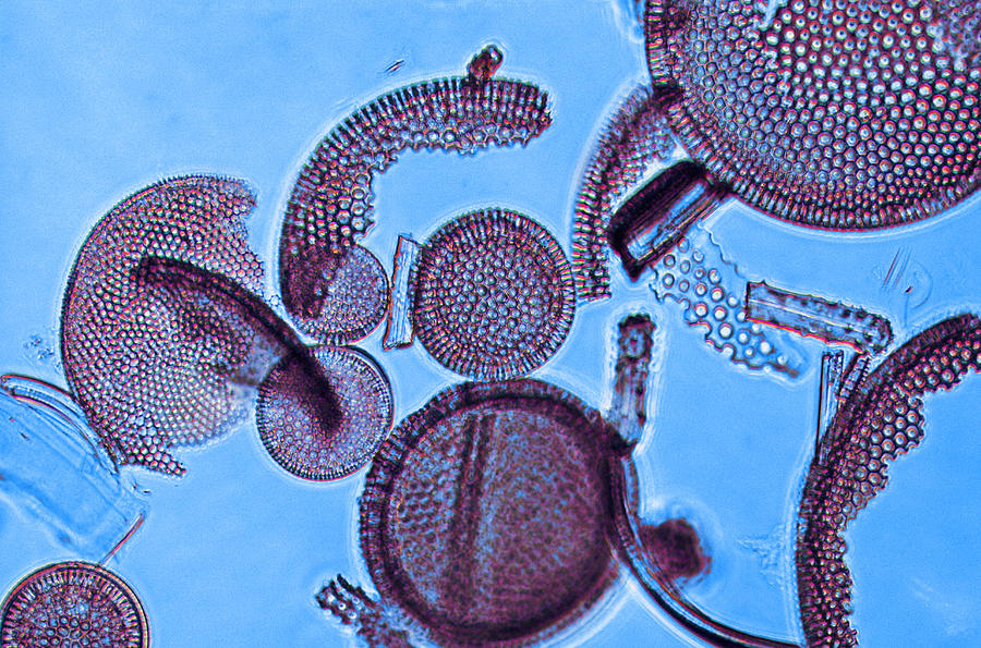 Fossil Diatoms #1 Photograph by Biology Media