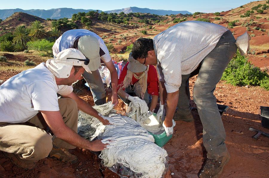 fossil excavation sites