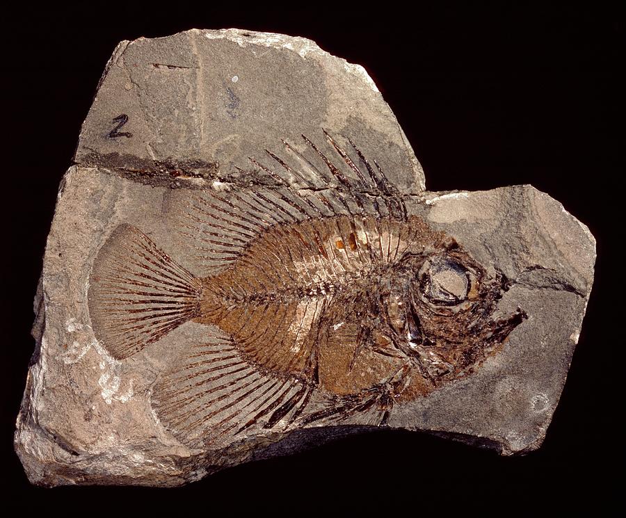 fish fossil travel town