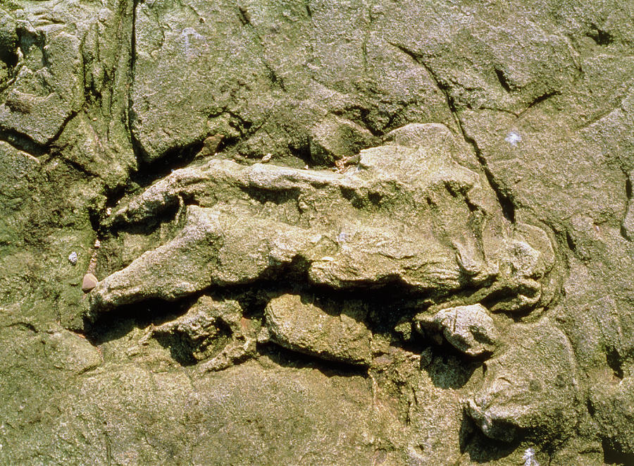 dinosaur fossil footprints for sale