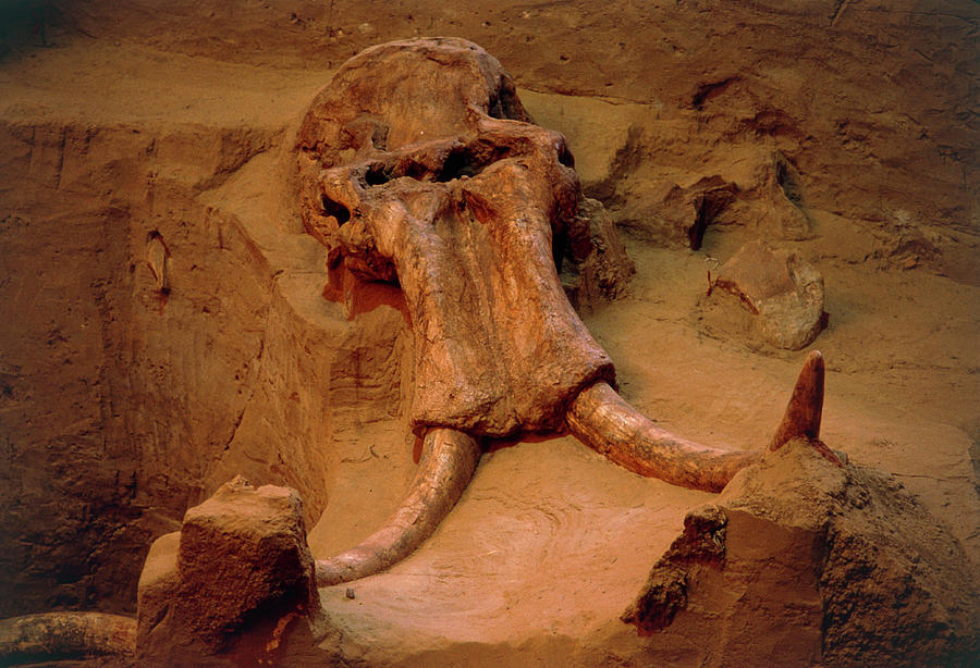 Fossil Mammoth Skull #1 Photograph by Peter Menzel/science Photo Library