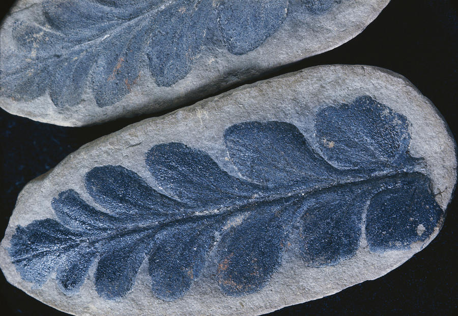Fossil Seed Fern #1 Photograph by Louise K. Broman