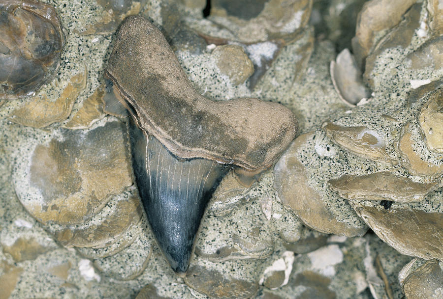 Fossil Shark Tooth #1 Photograph by Sinclair Stammers/science Photo Library