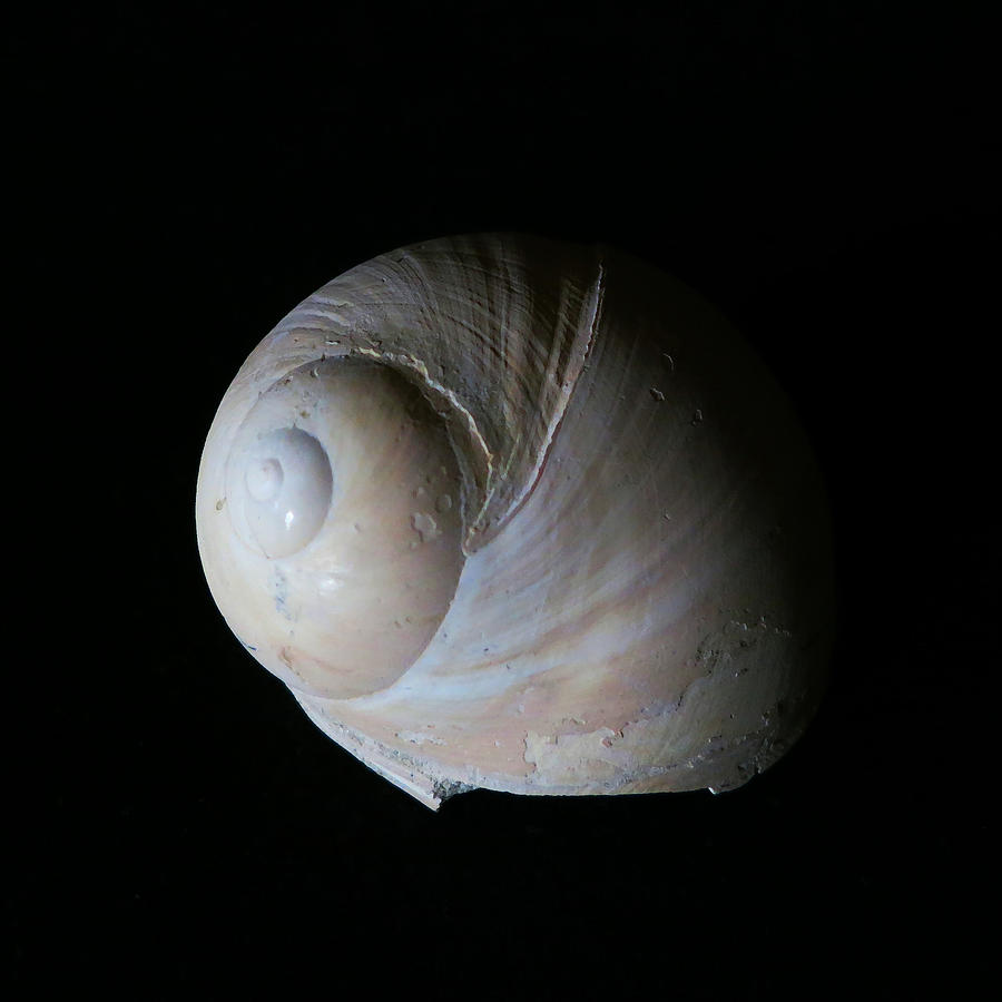 Fossil Shell #1 Photograph by Patricia Januszkiewicz