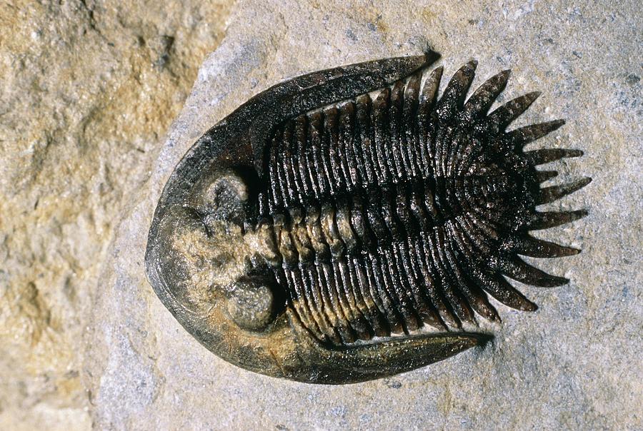 1-fossil-trilobite-sinclair-stammersscience-photo-library.jpg