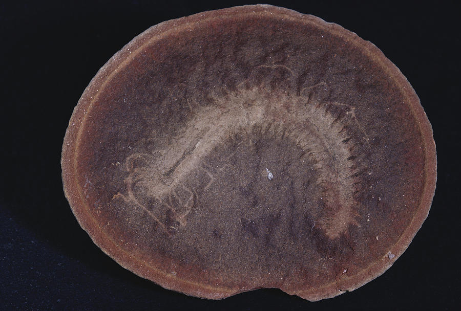 Fossilized Marine Worm #1 Photograph by Louise K. Broman
