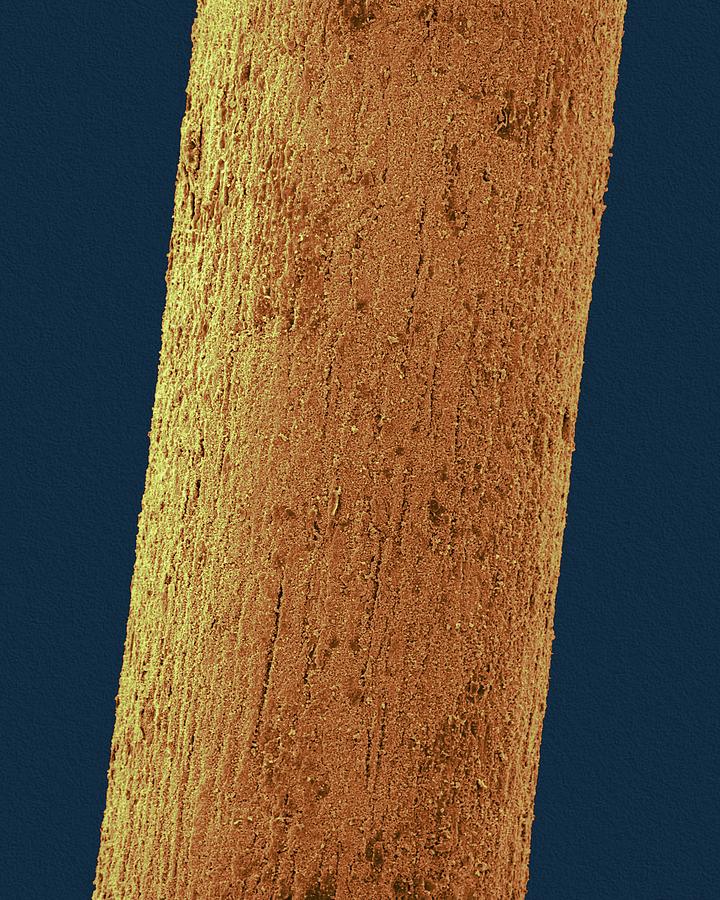 Animal Photograph - Fossilized Woolly Mammoth Hair #1 by Dennis Kunkel Microscopy/science Photo Library