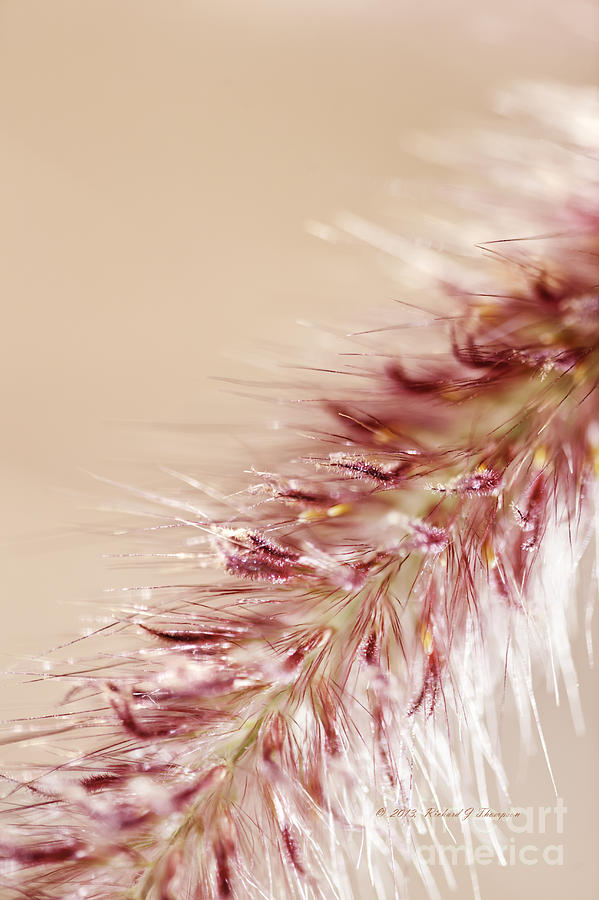 Fountain Grass Blooms   Photograph by Richard J Thompson 