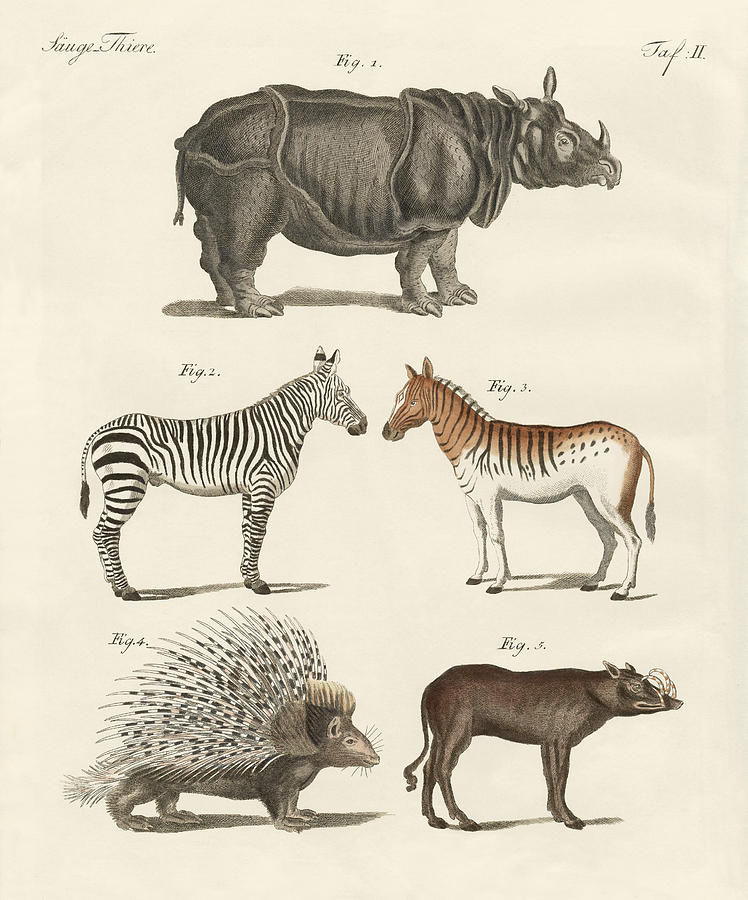 Animal Drawing - Four-footed animals #1 by Friedrich Justin Bertuch