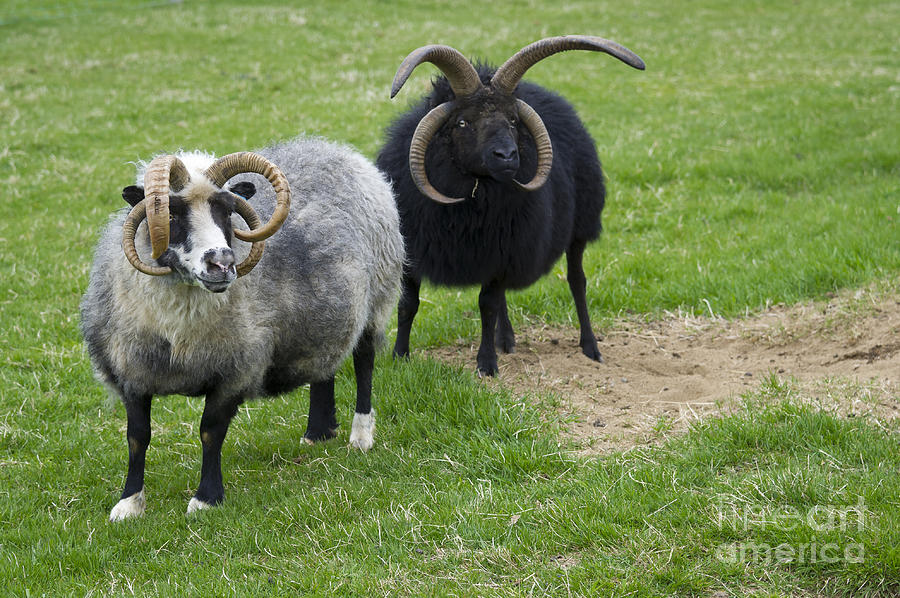 Four Horned Jacob Sheep. 