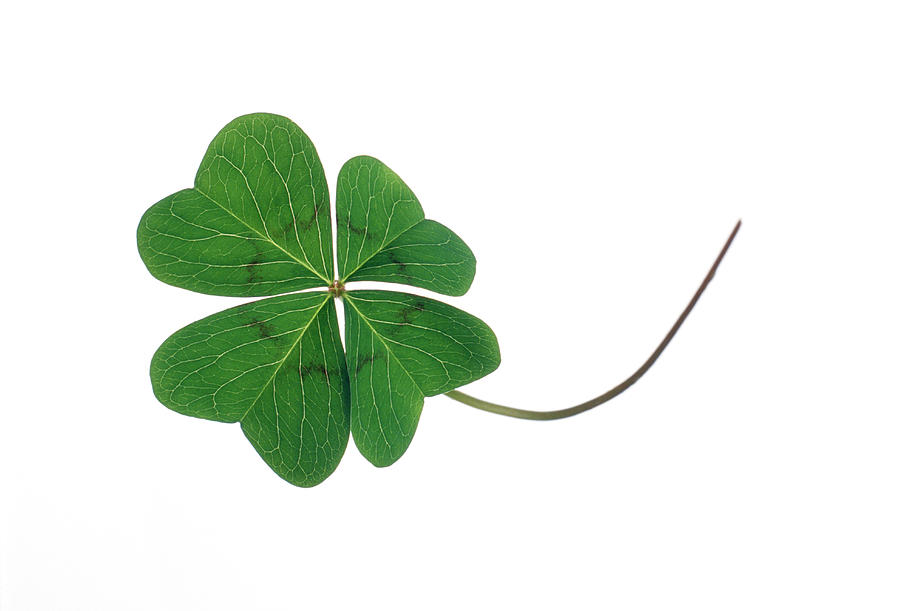 Four Leaf Clover Photograph By Steve Percival Science Photo Library Pixels