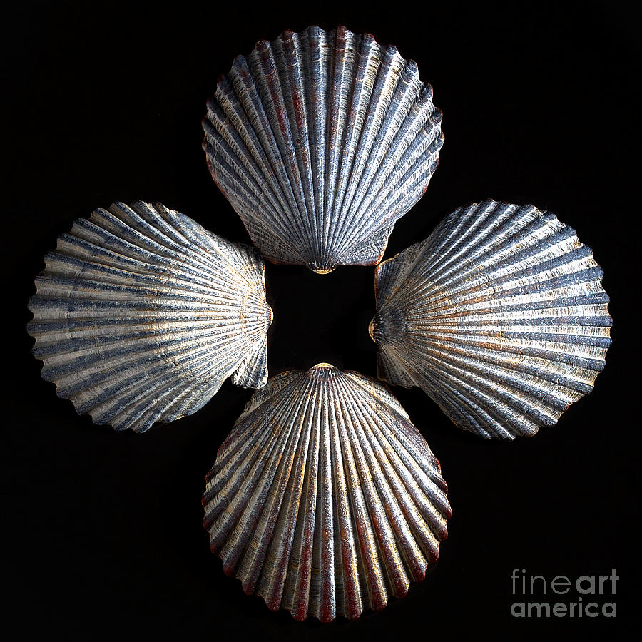 Shell Photograph - Four Shells #1 by Mark Miller