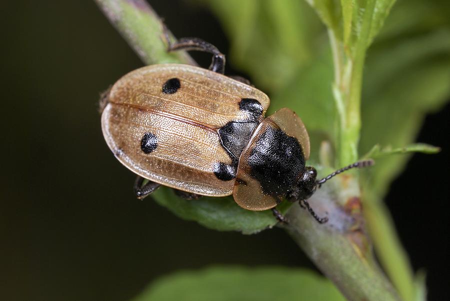 Four-spot carrion beetle Photograph by Science Photo Library - Fine Art ...