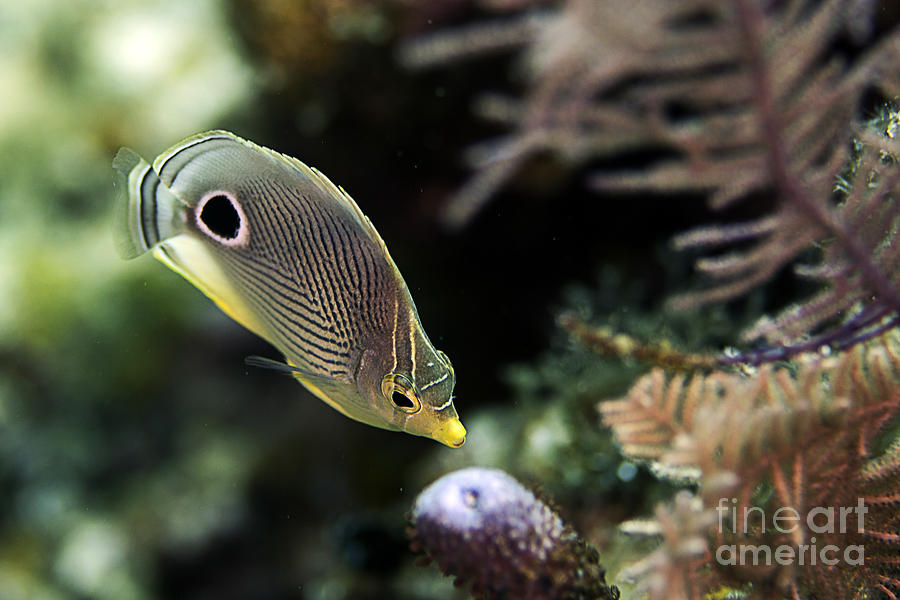 Foureye Butterflyfish #1 Photograph by JT Lewis
