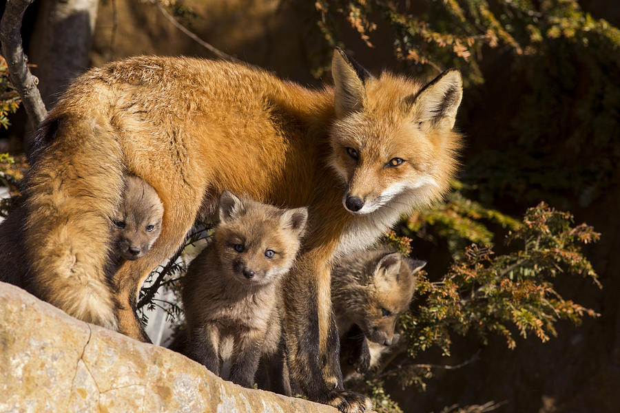 Fox Family #2 Photograph by Mircea Costina Photography
