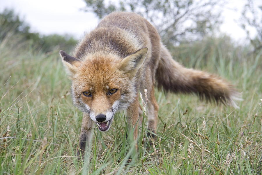 Fox in the Amsterdam Waterworks Dune Area Netherlands Photograph by ...