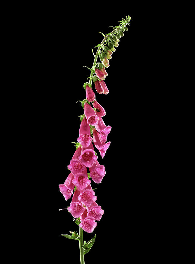 Flower Photograph - Foxglove (digitalis Purpurea) #1 by Gilles Mermet