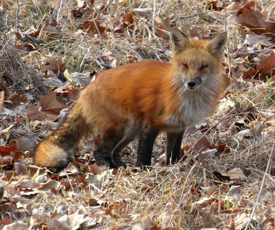 Foxy Fox Photograph by Robin Erisman - Fine Art America