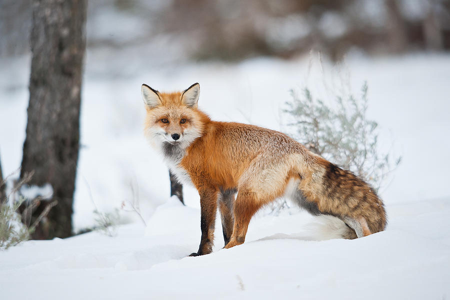 Foxy Lady Photograph by Sam Parks - Fine Art America