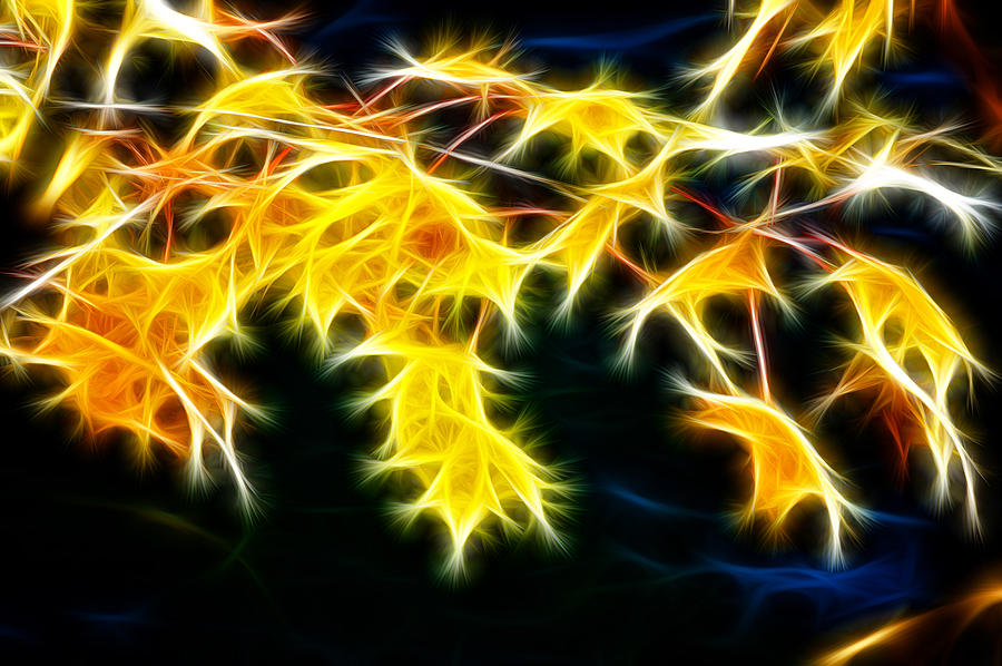 Fractal Maple leafs #1 Photograph by Prince Andre Faubert