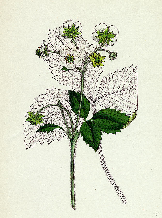 Nature Drawing - Fragaria Elatior Hautbois Strawberry #1 by English School