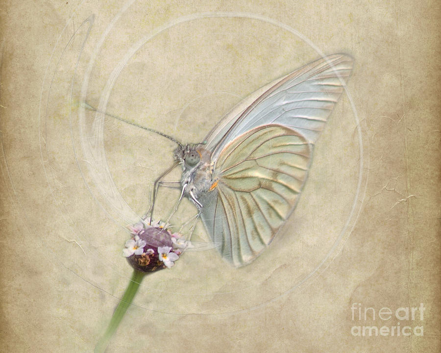 Butterfly Photograph - Fragile #1 by TN Fairey
