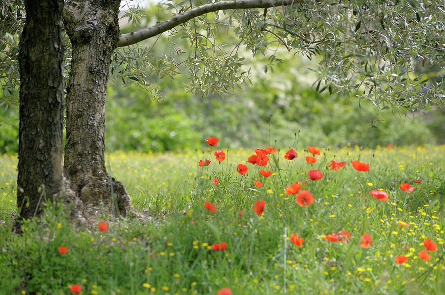 France, Vaucluse, Lourmarin #1 Photograph by Kevin Oke France, Vaucluse, Lourmarin #1 Photograph by Kevin Oke