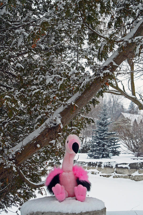 Frank The Flamingo #2 Photograph by Cyryn Fyrcyd