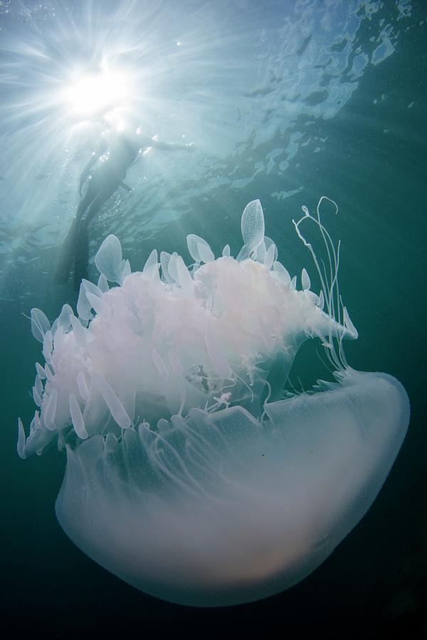 Agile Photograph - Free Diver With Jellyfish #1 by Scubazoo
