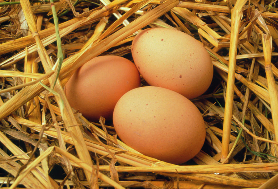 Free-range Eggs #1 Photograph by Tony Craddock/science Photo Library
