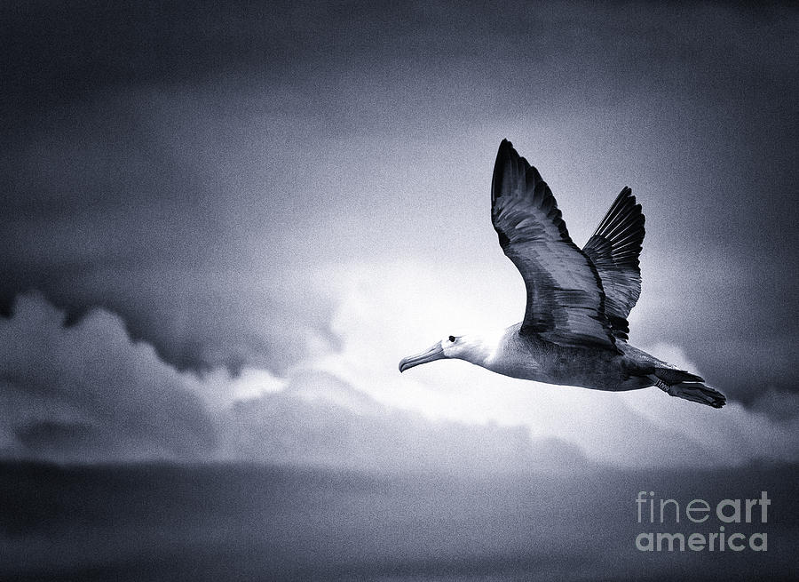 Albatross Photograph - Freedom #1 by Todd Bielby