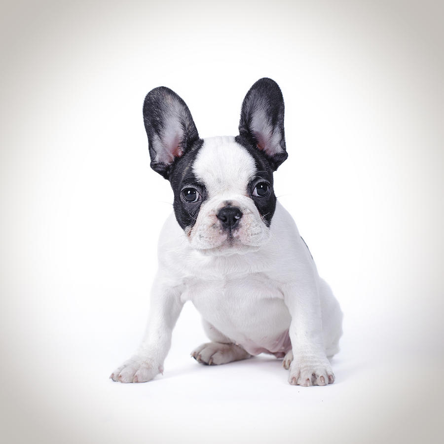 French Bulldog puppy Photograph by Waldek Dabrowski