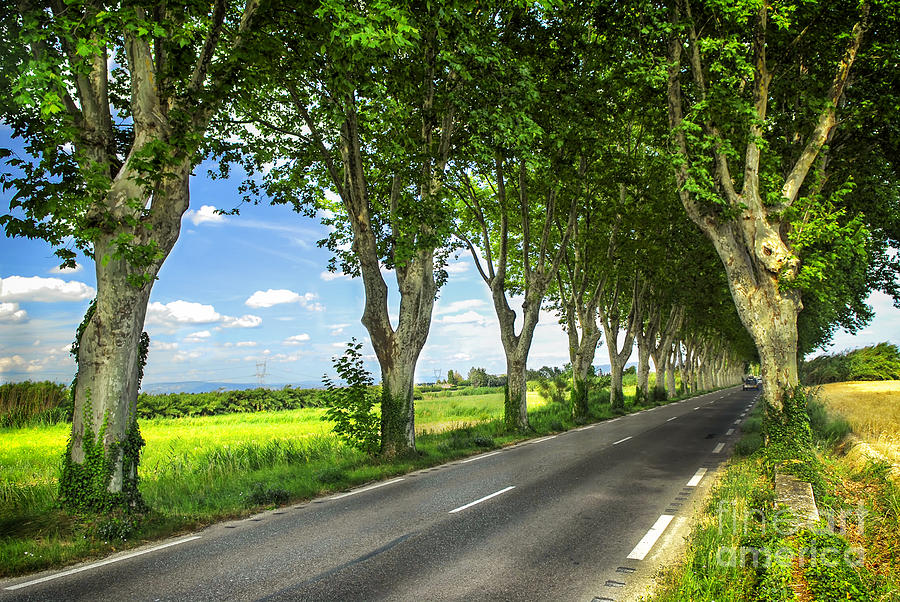 Road in french countryside Photograph by Elena Elisseeva